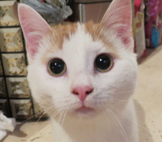 Cat S Eyes Are Always Dilated Cat S Eyes Are Always Dilated